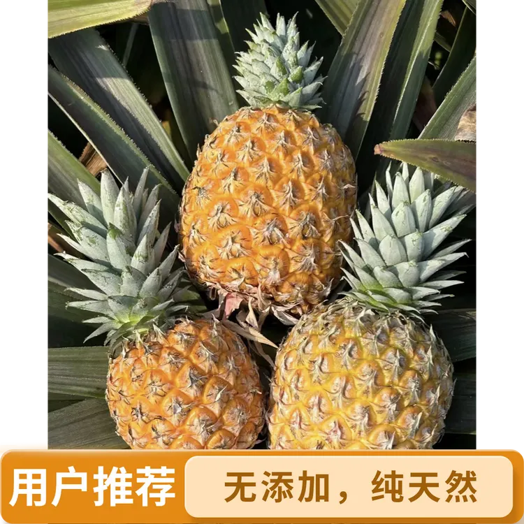 【果然好】海南原产地芒果凤梨树熟香甜脆口多汁新鲜水果顺丰包邮