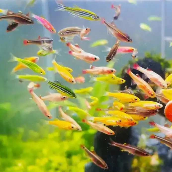 活体鱼观赏鱼好养斑马鱼观赏鱼小型鱼热带鱼蝶翼孔雀鱼