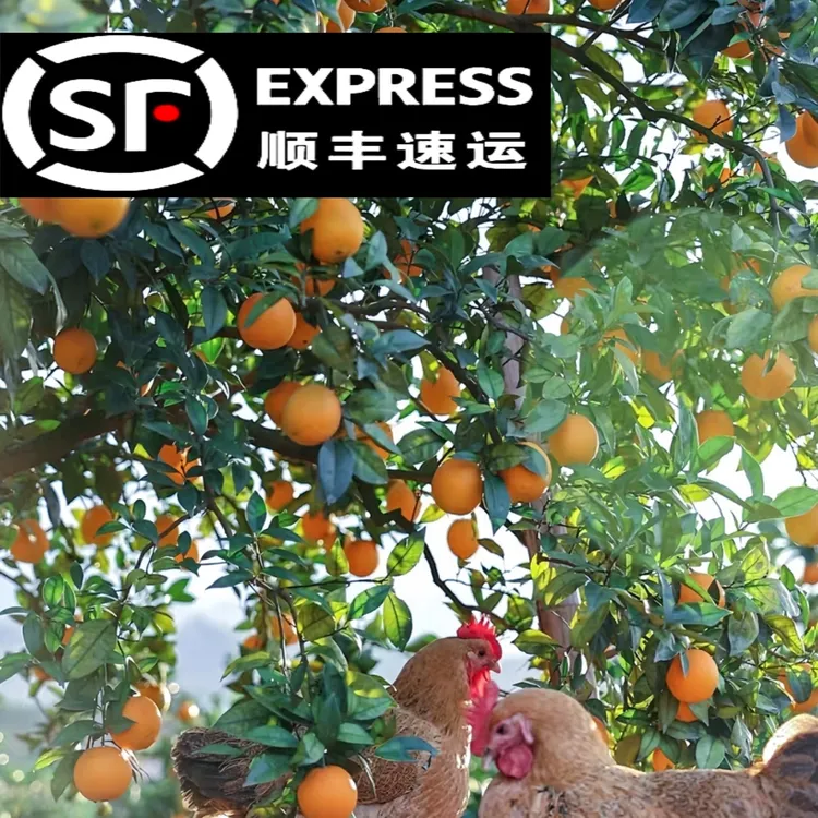 赣南脐橙10斤装坏果包赔食用品质赣州橙子应季水果