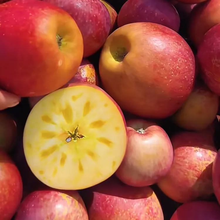 （顺丰包邮）大凉山盐源冰糖心丑苹果新鲜现摘酸甜可口