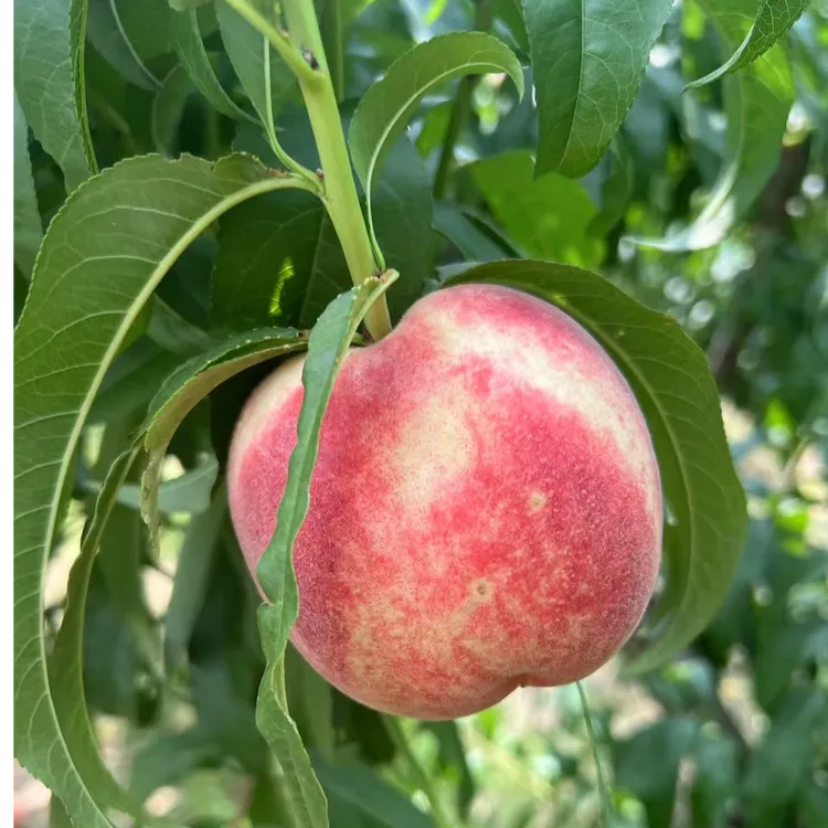 陕北大山 新鲜现摘桃子 脆软两吃 鲜甜多汁当季水果