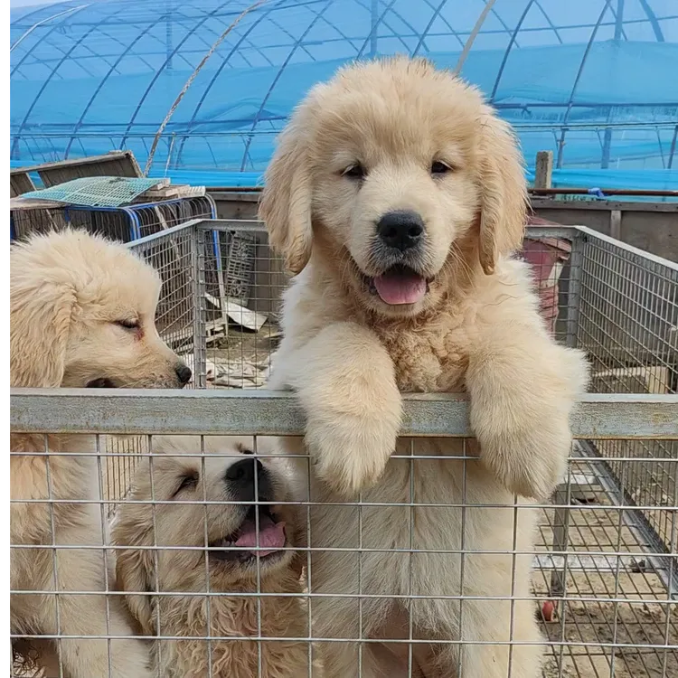 襄阳绿地狗狗的萨摩耶金毛柴犬边牧链接