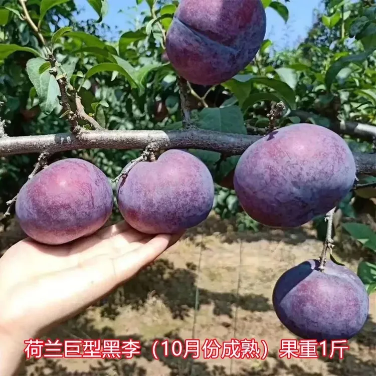 荷兰巨型黑李树苗大果晚熟黑霸王李子果苗嫁接超甜抗寒南北方种植