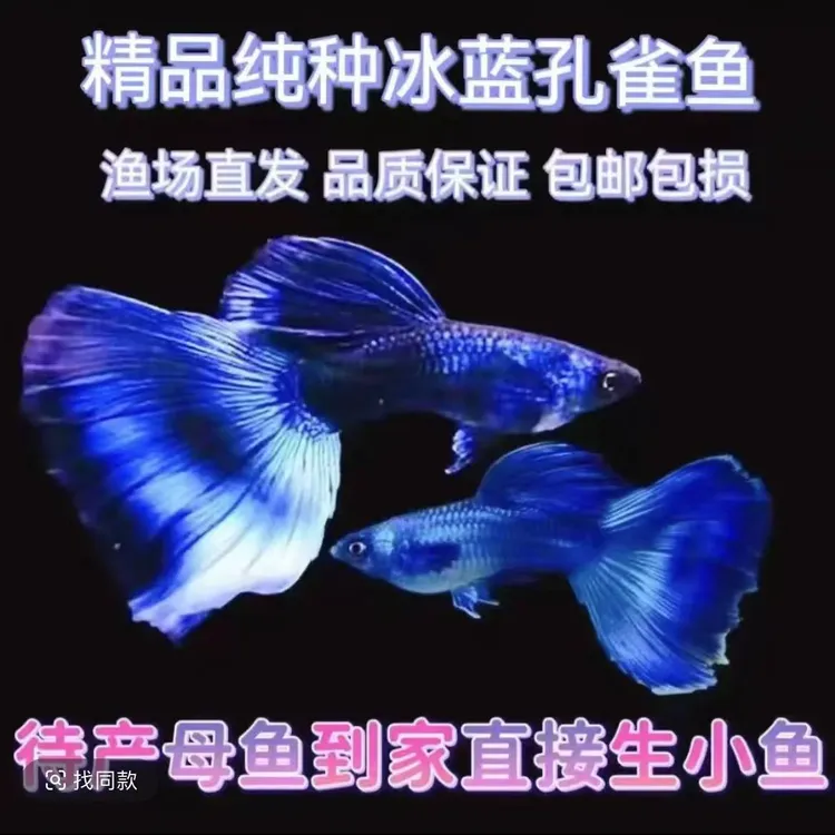 莫斯科冰蓝尾小冰蓝精品孔雀鱼适合新手白云观赏鱼