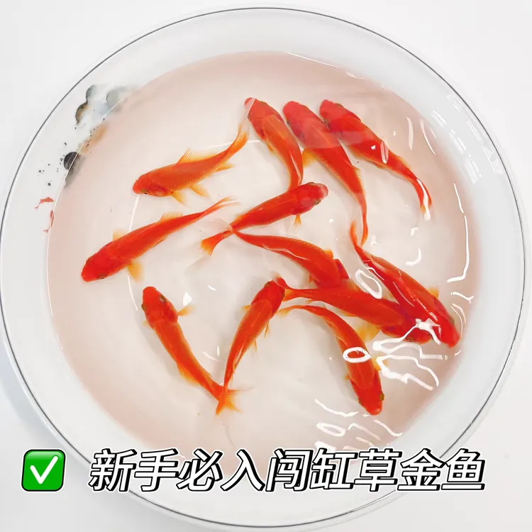 草金观赏鱼4-6厘米好养耐活新手鱼20条（15条包活+5条备损）