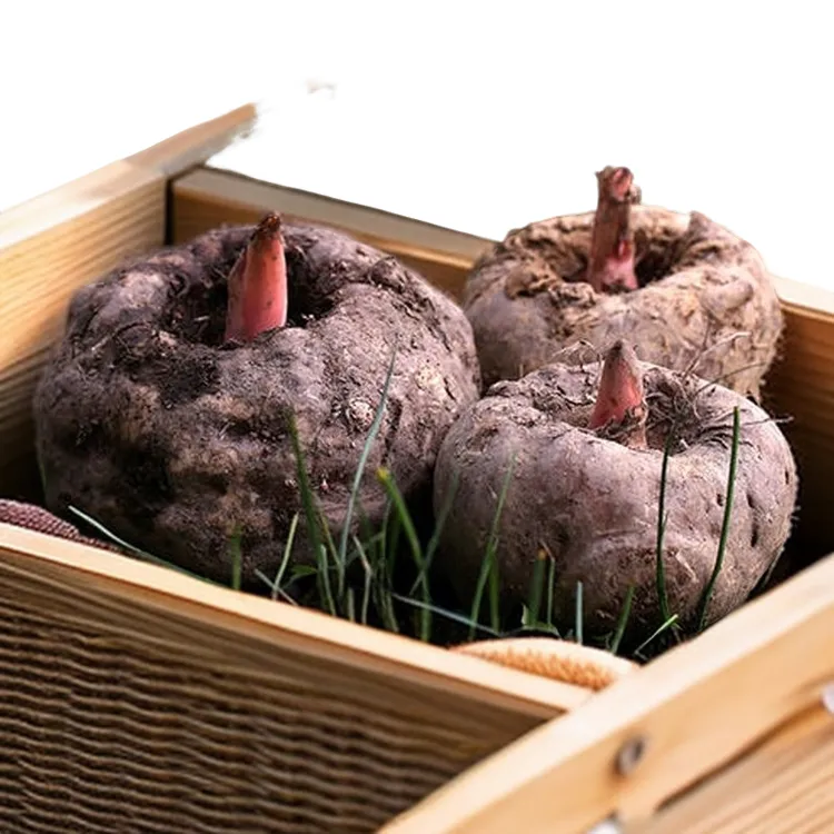 贵州新鲜魔芋头农家现挖养生果变白果制作魔芋豆腐原材料