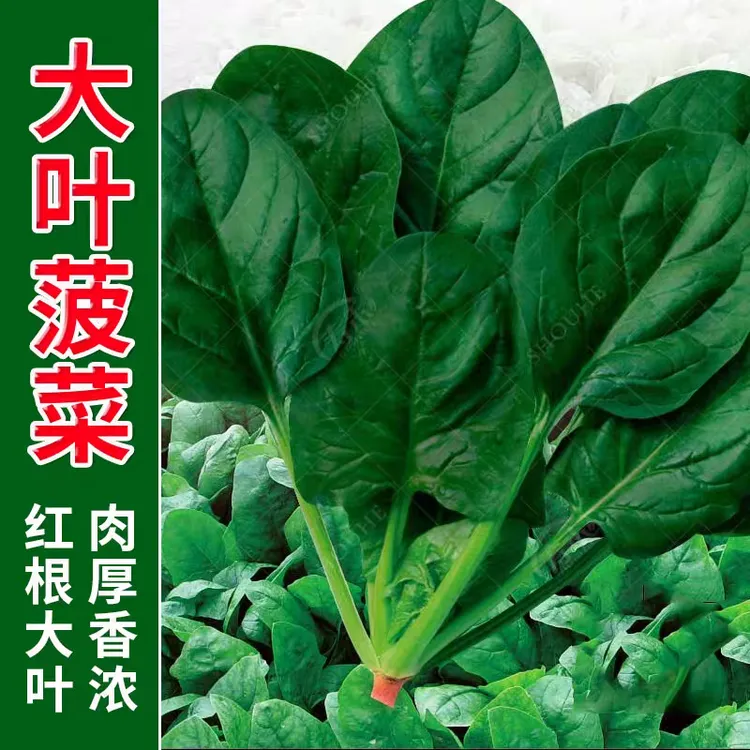 【下单发3包】耐热耐寒大叶菠菜种子春播夏播四季菠菜种子菠菜种子