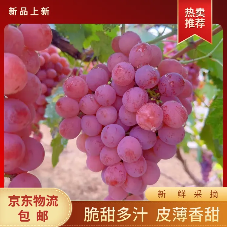 【京东包邮】新鲜采摘红提有籽葡萄