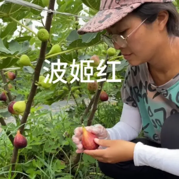 无花果果树苗波姬红树苗庭院种植青皮无花果树苗南北方均可种植