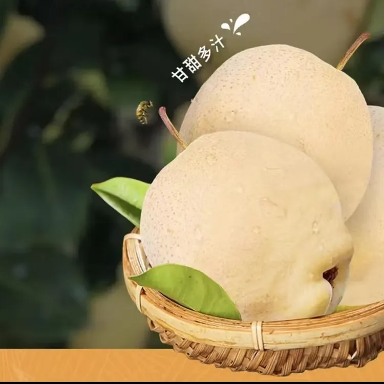 正宗山农酥梨  产地直发  现摘现采（净重4.8-5.2斤）