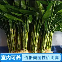 好活易养带根富贵竹绿植盆栽水培室内客厅绿色植物花卉绿植包邮