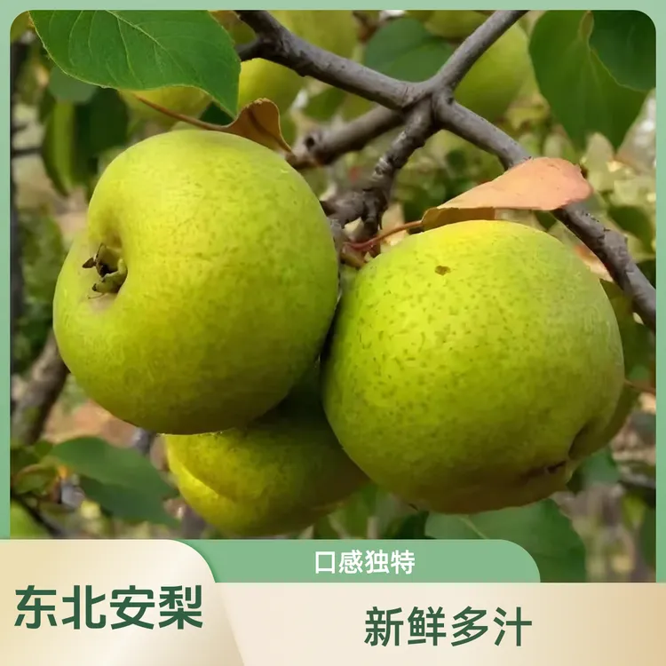 正宗东北特产安梨酸梨细皮酸爽孕妇薄皮多汁无渣当季新鲜水果批发