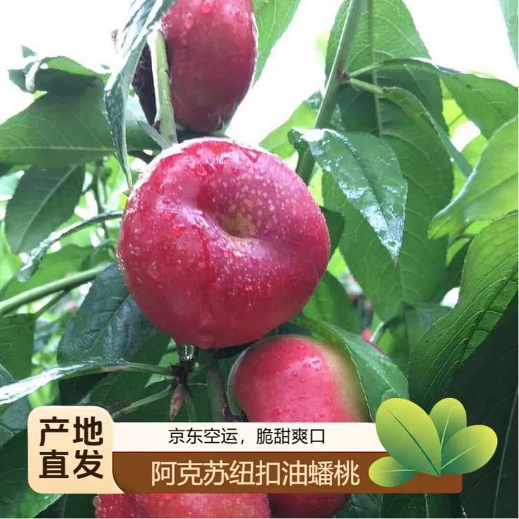 【新疆发货】阿克苏纽扣油蟠桃产地直发空运包邮现采现发