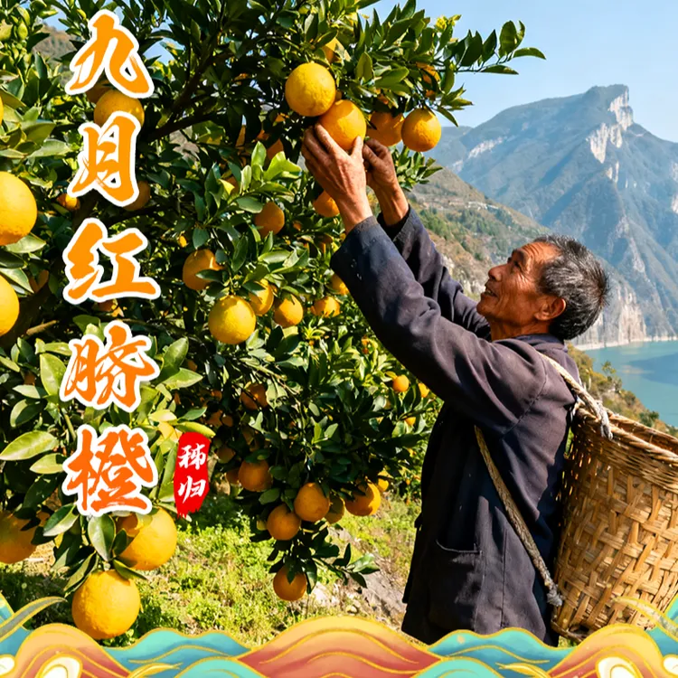 【整箱包邮】秭归九月红脐橙屈原橘颂正宗产地直发果冻橙细腻爆汁甜