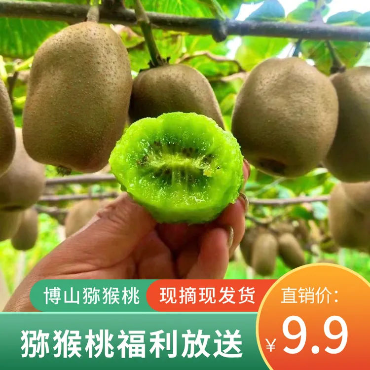 15枚尝鲜福利博山源泉碧玉绿心猕猴桃净含量4.5斤大果奇异果产地