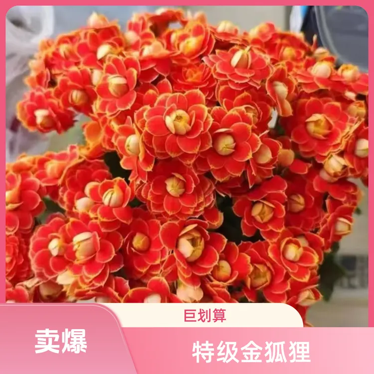 【110】稀有品种金狐狸重瓣长寿花 