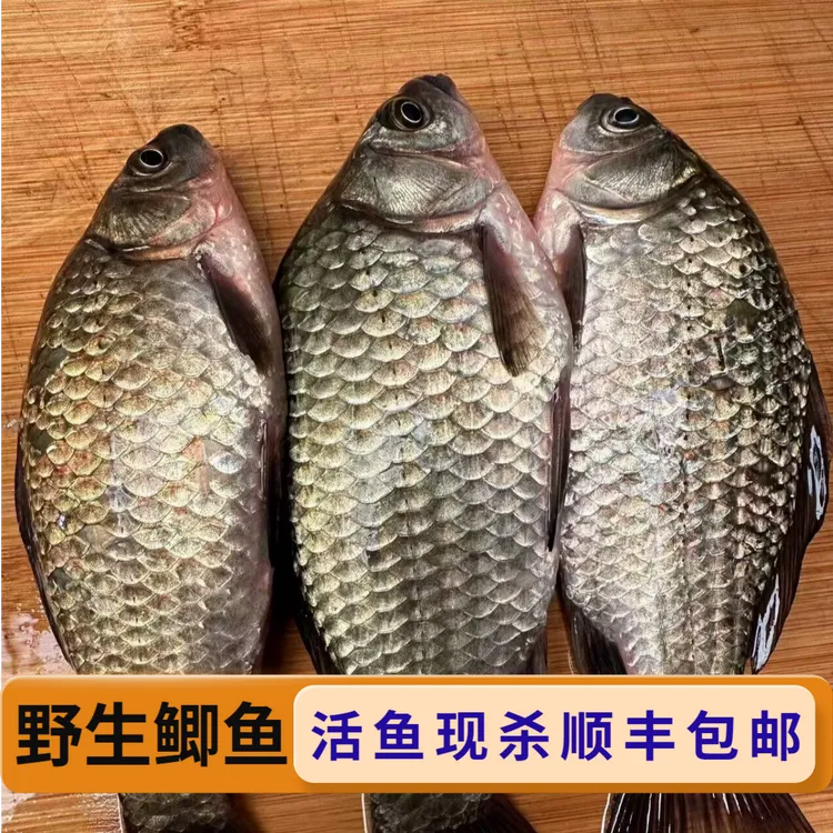 野生鲫鱼  活鱼现杀顺丰快递速冻保鲜发货新鲜食用可用于月子煮汤