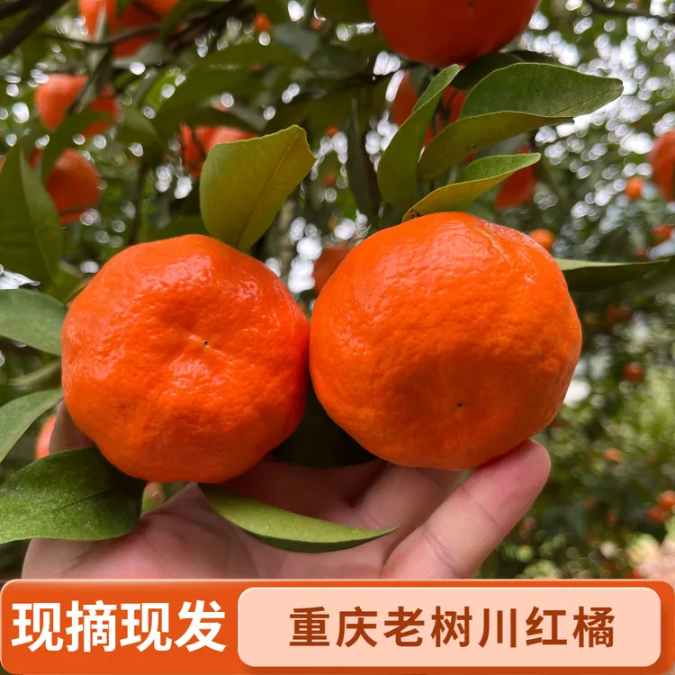 正宗老品种川红桔老树红橘大红袍柑当季新鲜水果薄皮柑5斤9斤