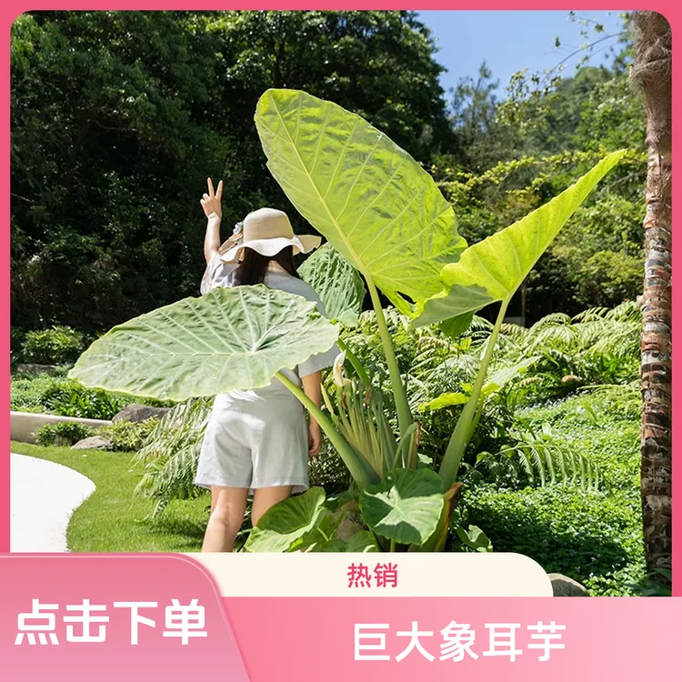 大型大叶正宗室内水培土培造景盆栽绿植盆栽室内象耳芋基地直销