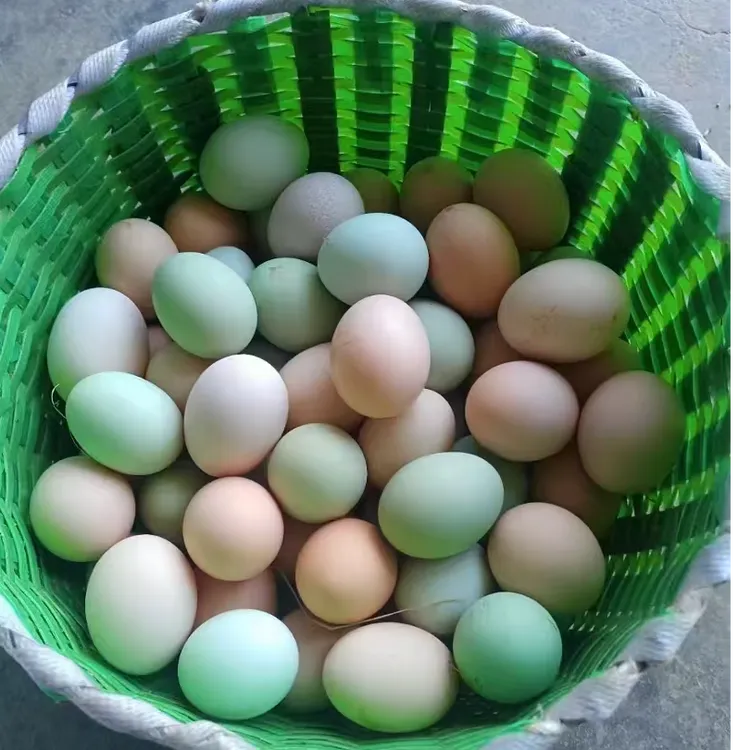 农村正宗散养新鲜土鸡蛋五谷杂粮虫草儿童孕妇营养蛋粉绿50枚一箱