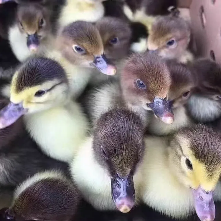 正宗大种黑番鸭苗宠物鸭红脸鸭白番鸭源头直发