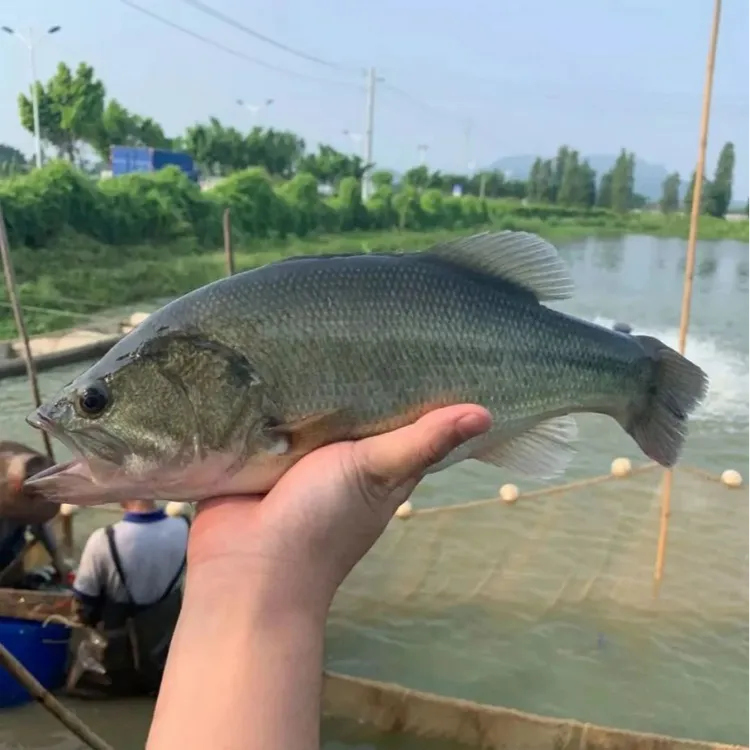 加州鲈鱼 淡水鱼冷水鱼观赏鱼活体渔场直发