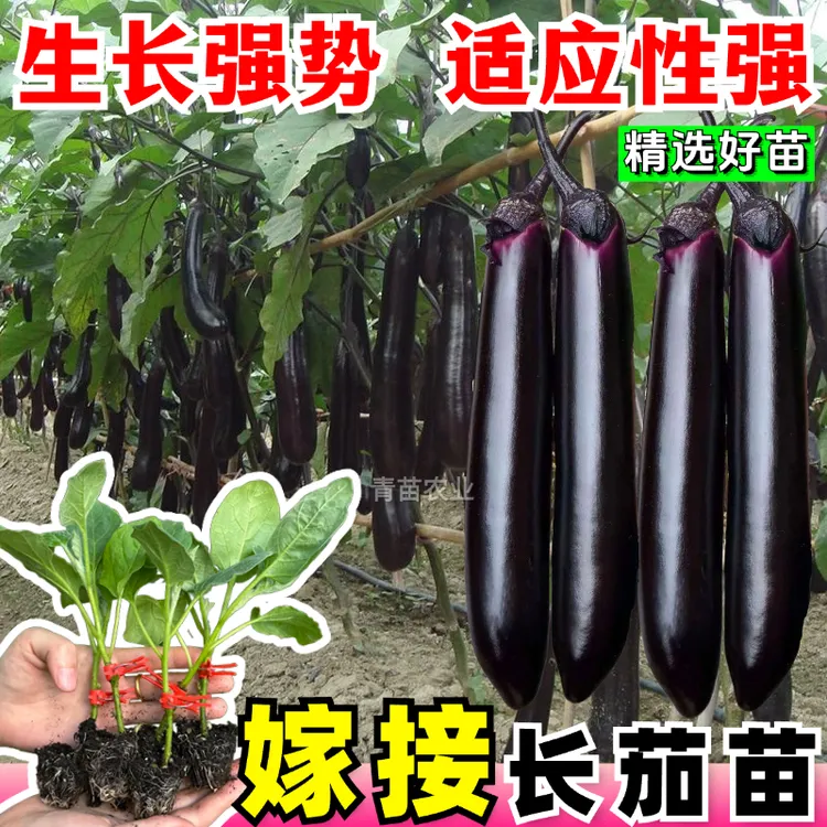 高产抗病茄子秧苗嫁接大龙长茄春秋四季阳台盆栽商品图