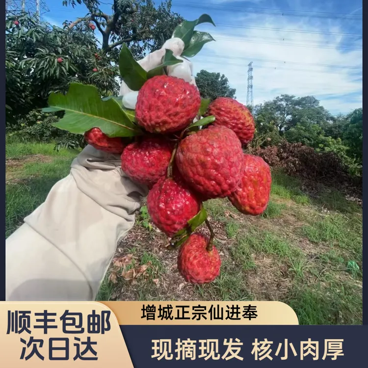 【广东省内】增城荔枝新鲜现摘正宗基岗仙进奉荔枝现买现摘清甜多汁