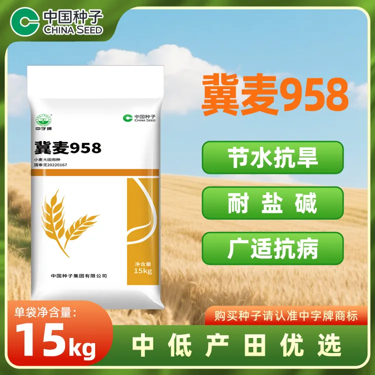 中国种子冀麦958小麦种15kg/袋 节水抗旱耐盐碱广适抗病