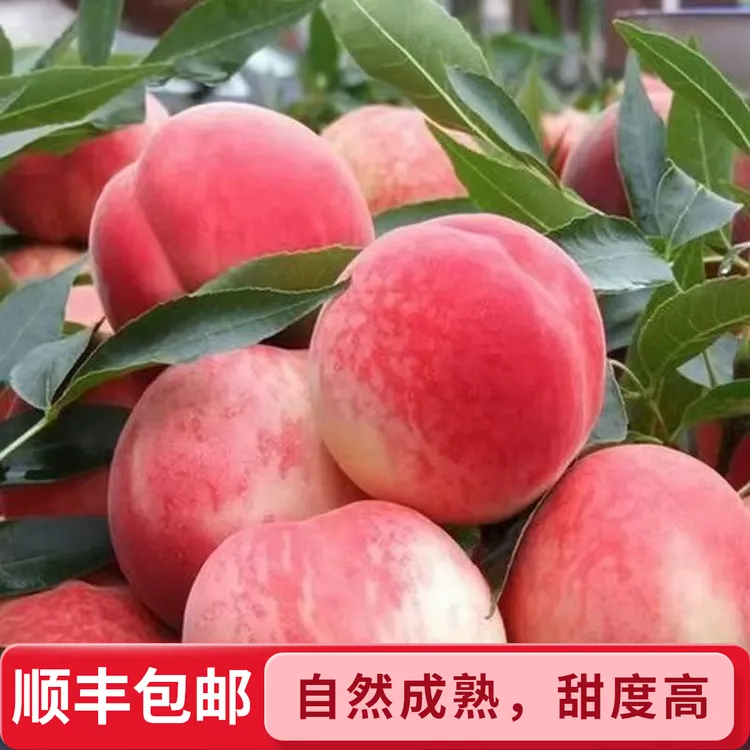 【顺丰包邮】 陕西水蜜桃露天自然成熟脆甜新鲜水果应季超甜水蜜桃