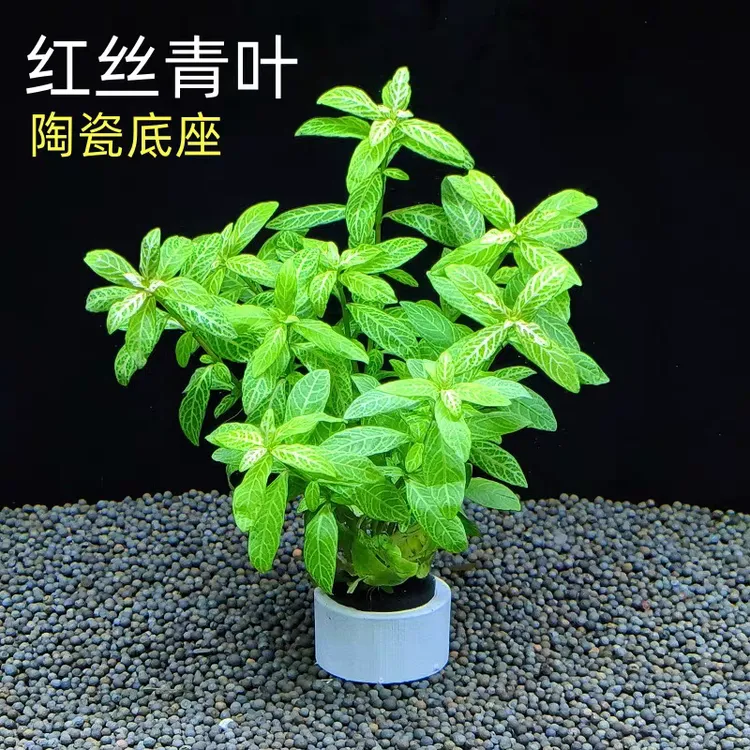红丝青叶水草淡水植物好养新手入门无需底沙鱼缸造景装饰