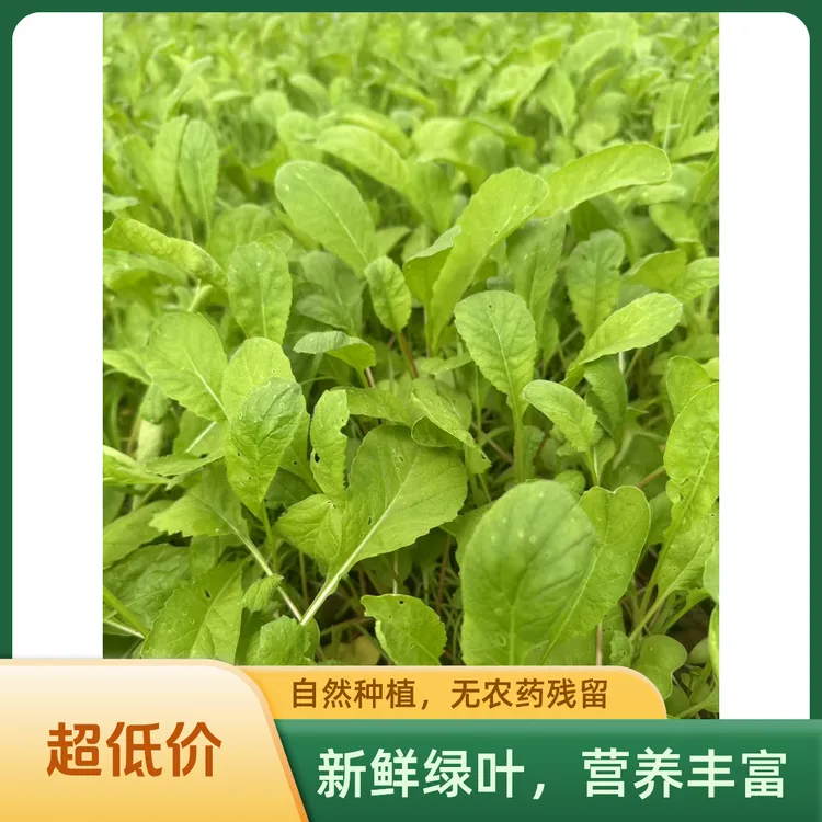 苏北本地新鲜萝卜菜叶子时令蔬菜加冰泡沫箱顺丰包邮