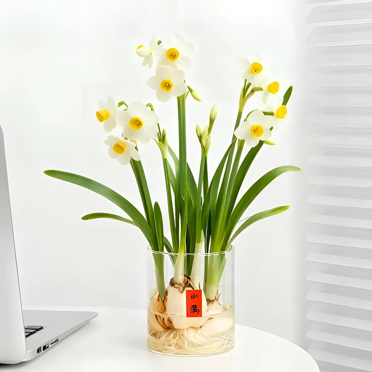 漳州水仙花种球鲜花水养盆栽冬季开花卉植物室内种子绿植水培好养