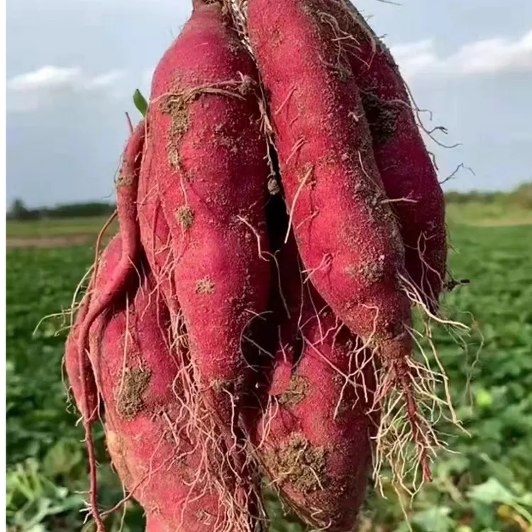 北盘农园榴莲蜜薯