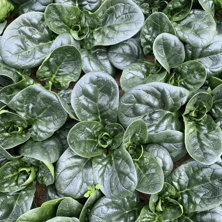 趴地菠菜种子老品种塌地菠春秋冬季耐寒耐热菜种红根菠菜易种蔬菜