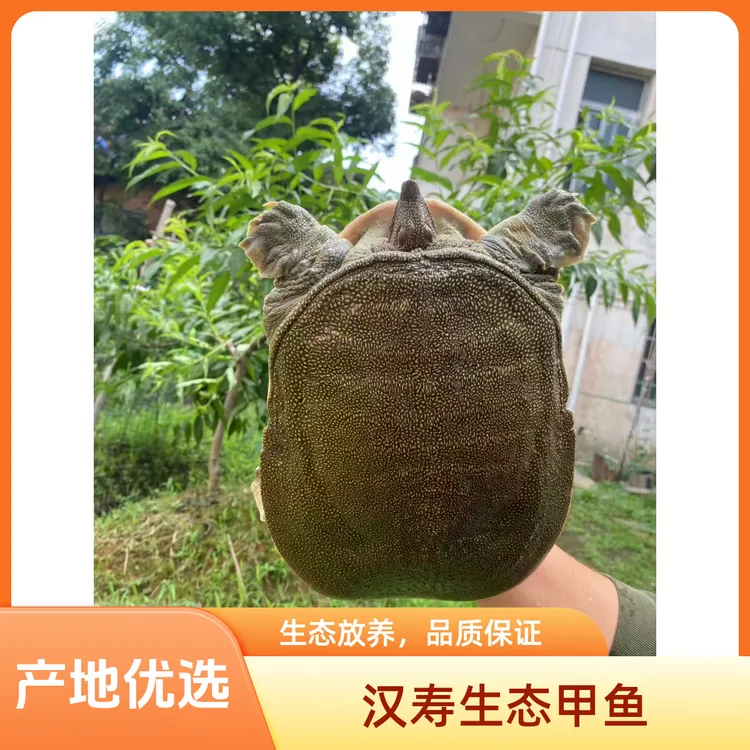 湖南汉寿甲鱼之乡生态甲鱼，顺丰包邮包活到家