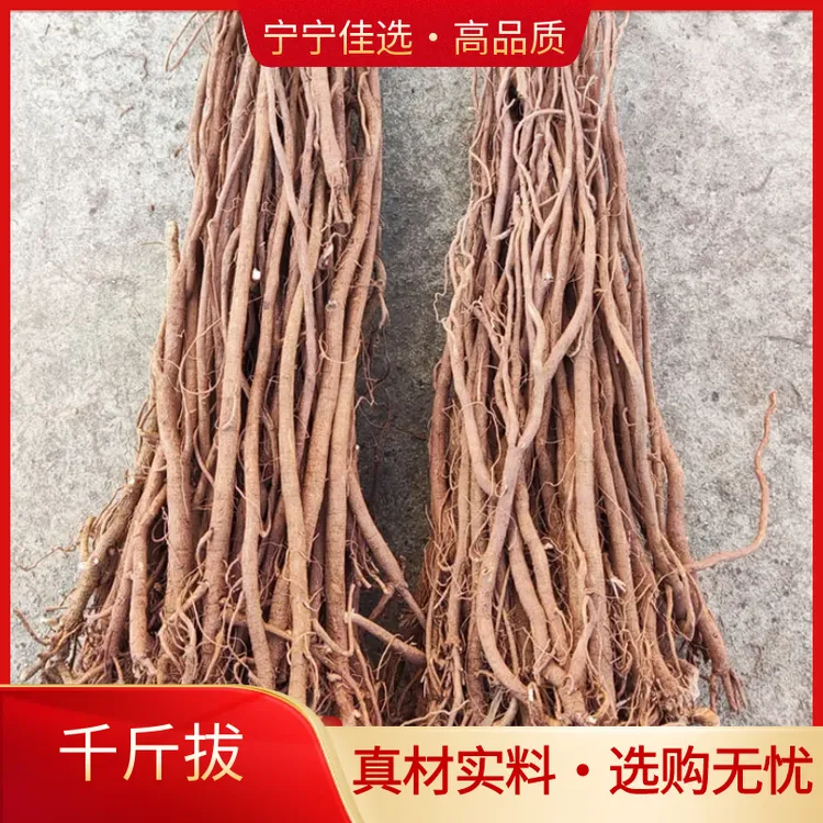 正宗千斤拔广西野生千斤拔整根无硫干货一条根吊马桩钻地风非党参