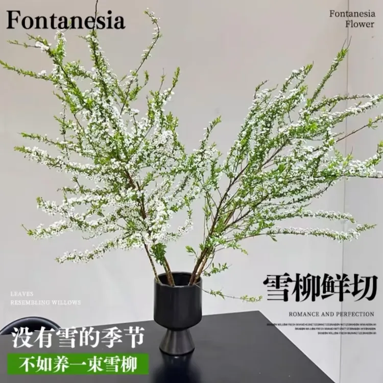 雪柳干支水养植物客厅办公室阳台花卉绿植