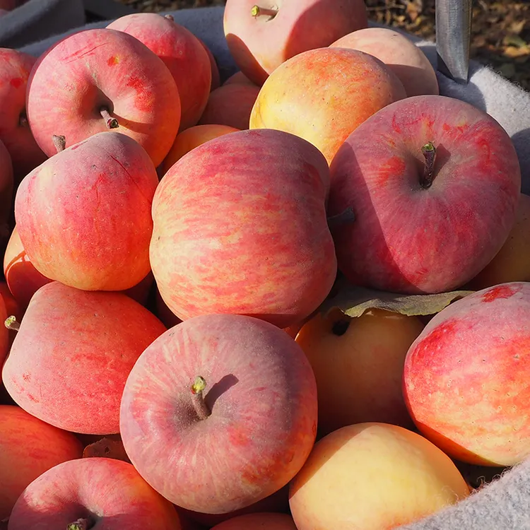 新疆阿克苏苹果高原冰糖心红富士苹果4.5斤彩箱