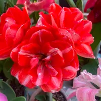 朱顶红种球【双重闪耀】球丑裂-重瓣-开花球1粒-