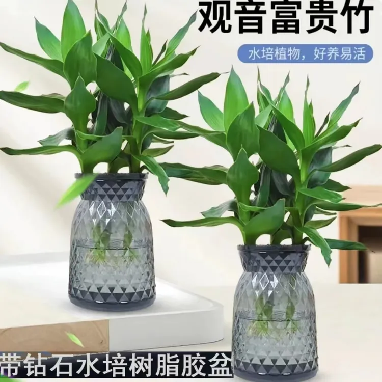【拍一发二】c观音竹种植富贵竹室内绿植清新办公桌植物客厅好养护