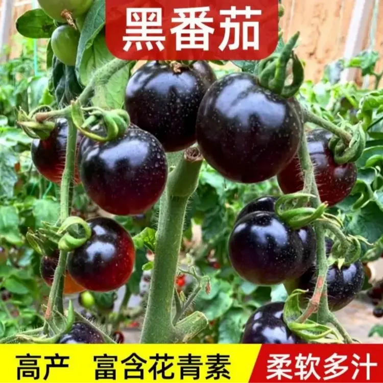 【山东寿光】育苗基地直发黑番茄苗及各种番茄苗种植简单口感好吃