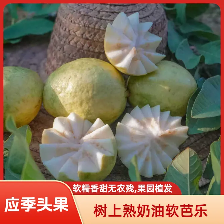 【白心芭乐】奶油芭乐产地奶油软芭乐白心芭乐软番石榴新鲜现摘现发