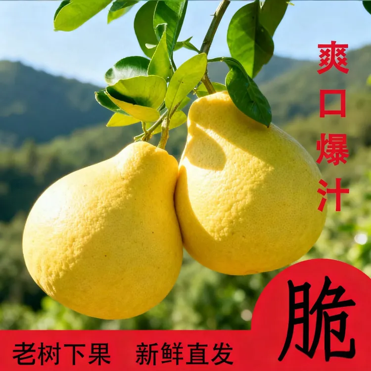 【万山原产地】正宗贵州高山金兰老树香柚当季水果爆汁脆新鲜采摘