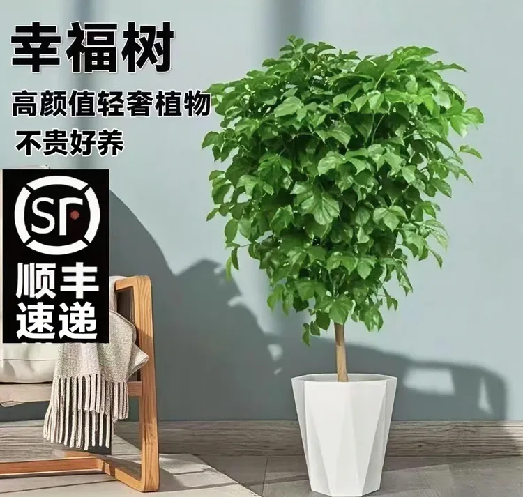 顺丰包邮1.1 - 1.3米棒棒糖幸福树盆栽室内净化空气吸甲醛