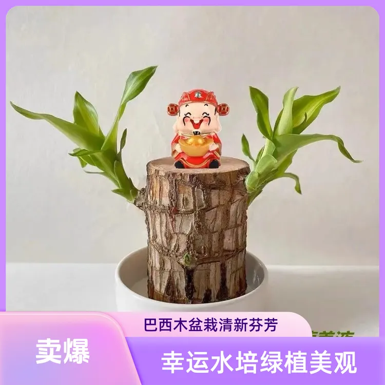 10公分水培格鲁特巴西木盆栽转速化桌面绿植空气清新办公室芬芳