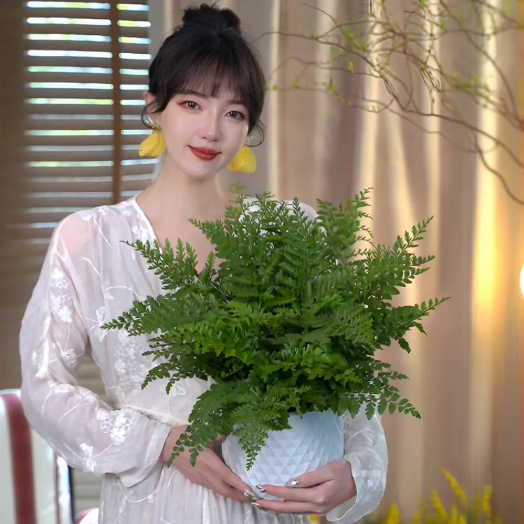 超大盆吉姆蕨室内好养基地原盆耐阴绿植盆栽好养四季常青观叶植物