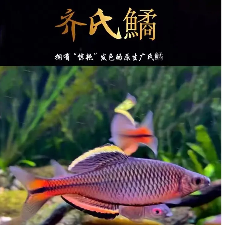 广齐鳑鲏观赏鱼广东齐氏鱊小型鳑鲏小型原生冷水鱼溪流鱼旁皮活体