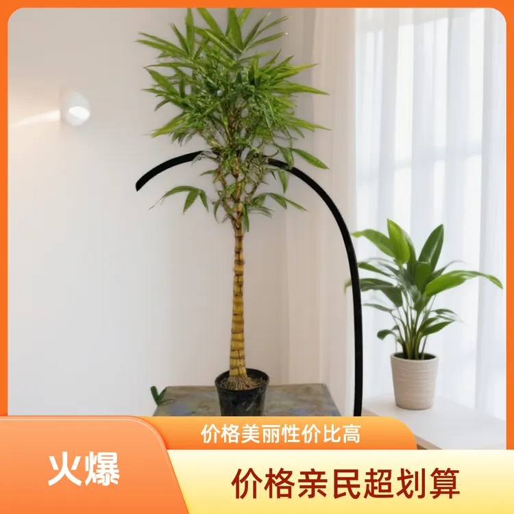 大型精品黄金佛肚竹老桩盆景室内外