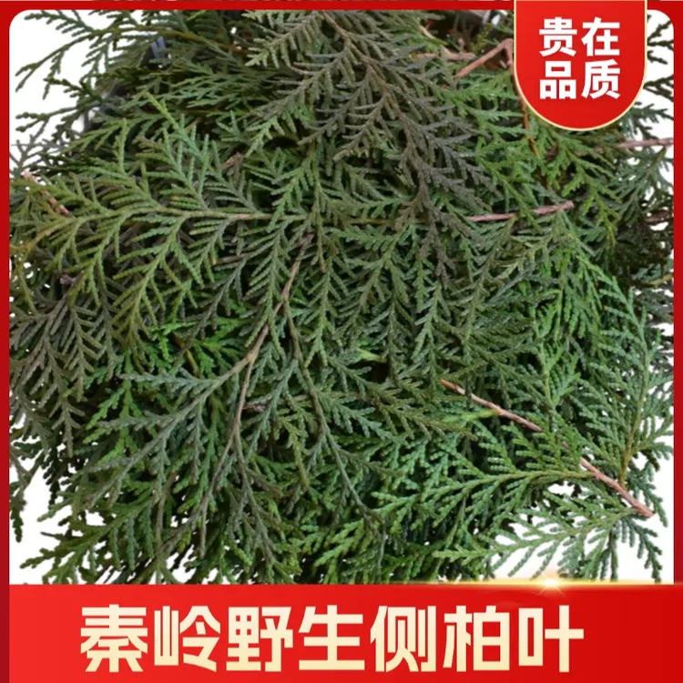 秦岭新鲜侧柏叶扁柏叶植物洗发中药材天然生长
